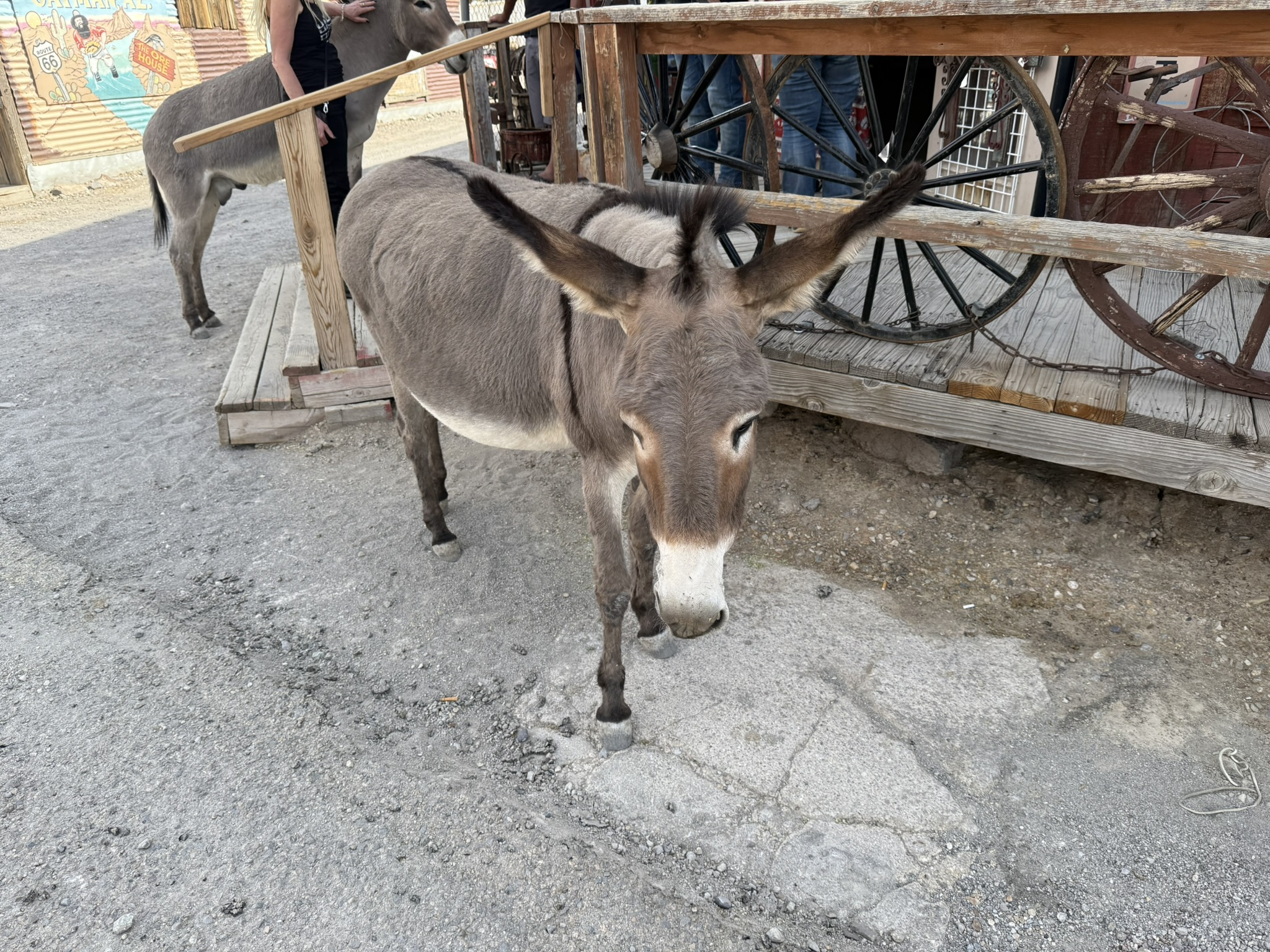Oatman Route 66 Oatman Route 66