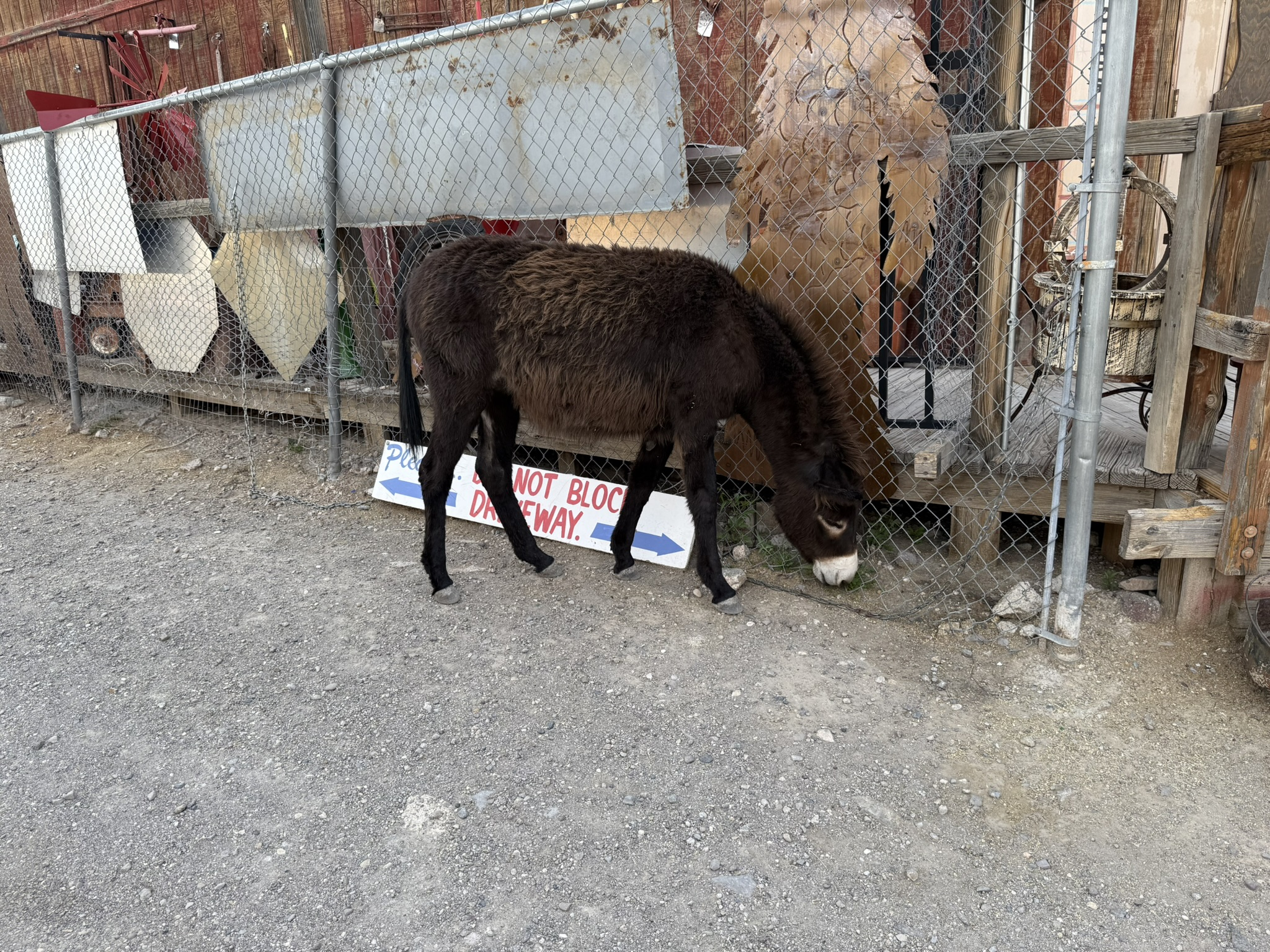 Oatman Route 66 Oatman Route 66